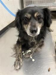 Shelter Stray Male Dog last seen Near BLOCK E PERALTA WAY, FRESNO CA 93703 2925, 5277 E Airways Blvd, Fresno, CA 93727, USA