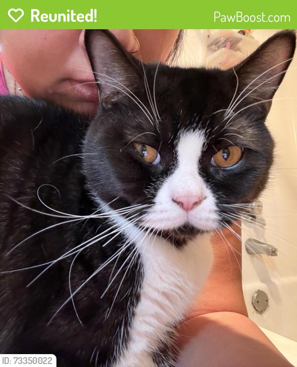 Reunited Male Cat last seen Merrill Dr, Drysdale Dr, San Jose, CA 95124