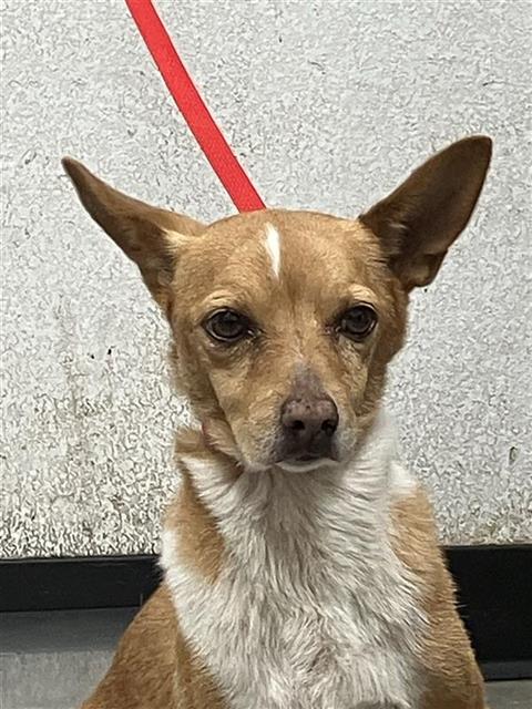 Shelter Stray Male Dog last seen Near BLOCK E FAIRMONT AVE, FRESNO CA 93704 3461, 5277 E Airways Blvd, Fresno, CA 93727, USA