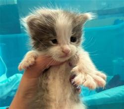Shelter Stray Female Cat last seen THORNTON BLVD X MAGNOLIA, 1950 Stevenson Blvd, Fremont, CA 94538, USA