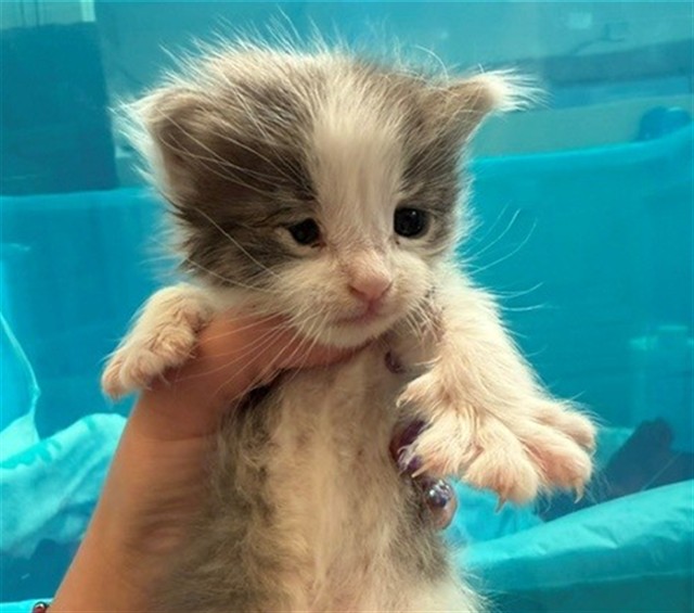 Shelter Stray Female Cat last seen THORNTON BLVD X MAGNOLIA, 1950 Stevenson Blvd, Fremont, CA 94538, USA