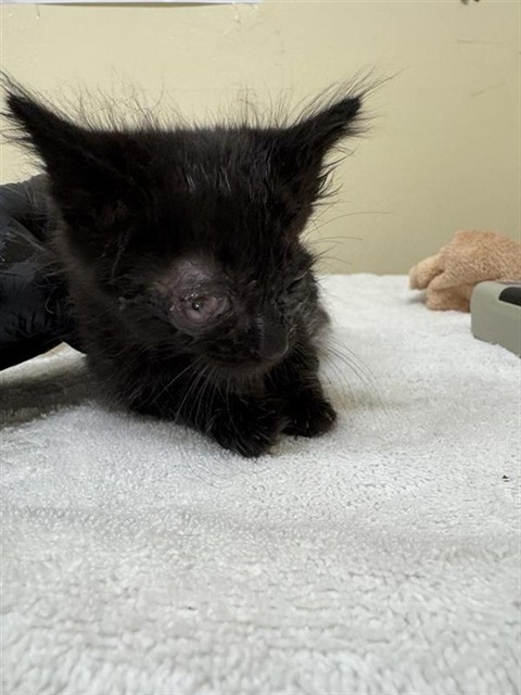 Shelter Stray Female Cat last seen Near BLOCK CLAREMONT PARK CT FREMONT, 1950 Stevenson Blvd, Fremont, CA 94538, USA
