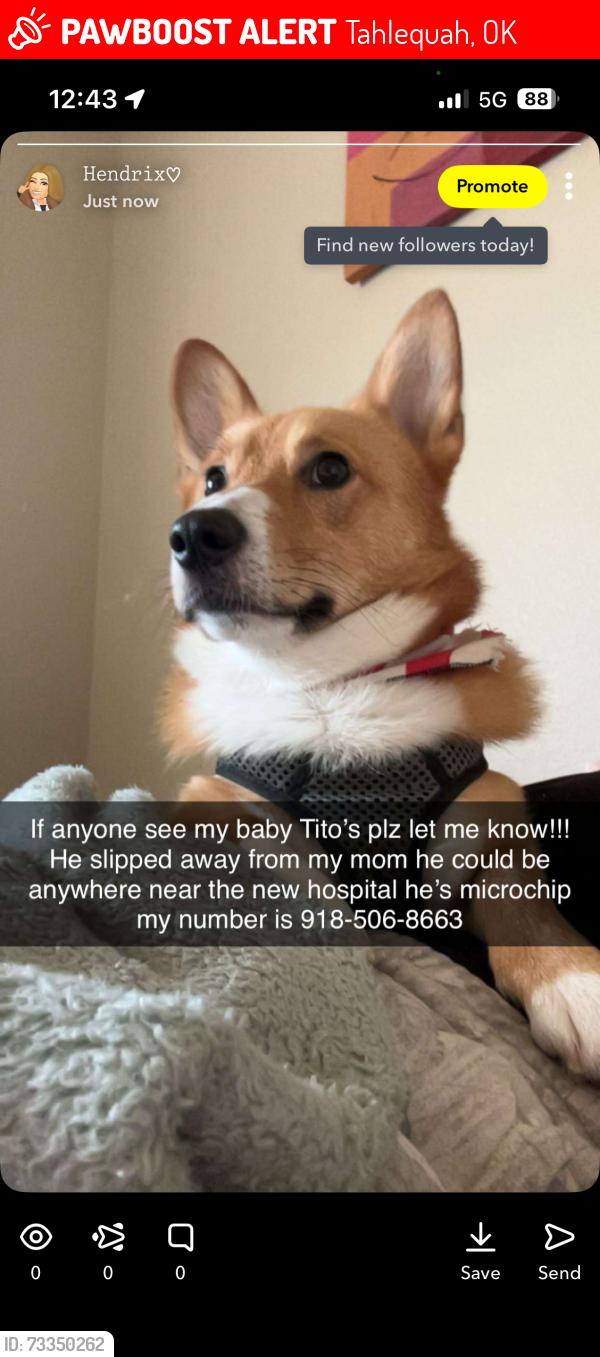 Lost Male Dog last seen CN hosp, Tahlequah, OK 74464