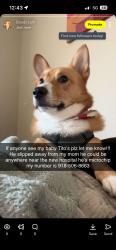 Lost Male Dog last seen CN hosp, Tahlequah, OK 74464