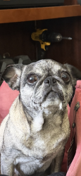 Reunited Female Dog last seen Near E Clara Street Port Hueneme, CA, Port Hueneme, CA 93041