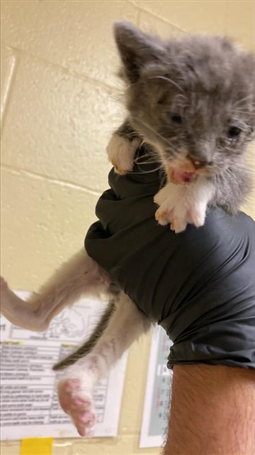 Shelter Stray Male Cat last seen PARKLIN AVE & ROYAL GREEN AVE, 2127 Front St, Sacramento, CA 95818, USA