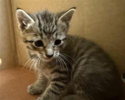 Shelter Stray Female Cat last seen FRANKLIN BLVD & MACK RD, 2127 Front St, Sacramento, CA 95818, USA