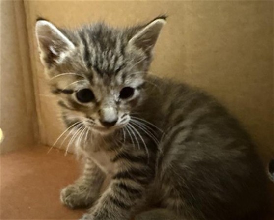Shelter Stray Female Cat last seen FRANKLIN BLVD & MACK RD, 2127 Front St, Sacramento, CA 95818, USA