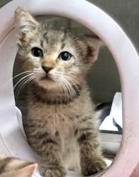Shelter Stray Male Cat last seen , 1850 W 60th St, Los Angeles, CA 90047, USA