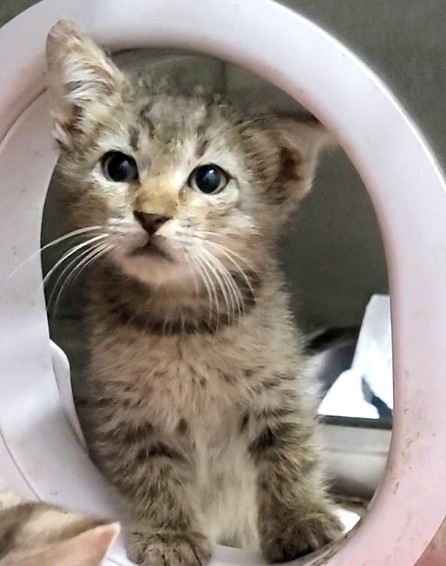 Shelter Stray Male Cat last seen , 1850 W 60th St, Los Angeles, CA 90047, USA