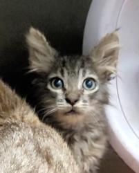 Shelter Stray Female Cat last seen , 1850 W 60th St, Los Angeles, CA 90047, USA