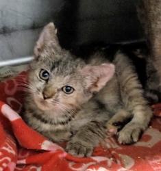 Shelter Stray Female Cat last seen , 1850 W 60th St, Los Angeles, CA 90047, USA
