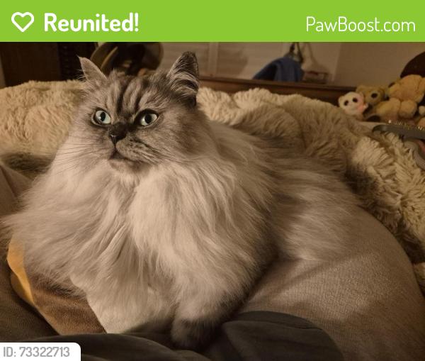Reunited Female Cat last seen The patch vic 3792, The Patch, VIC 3792