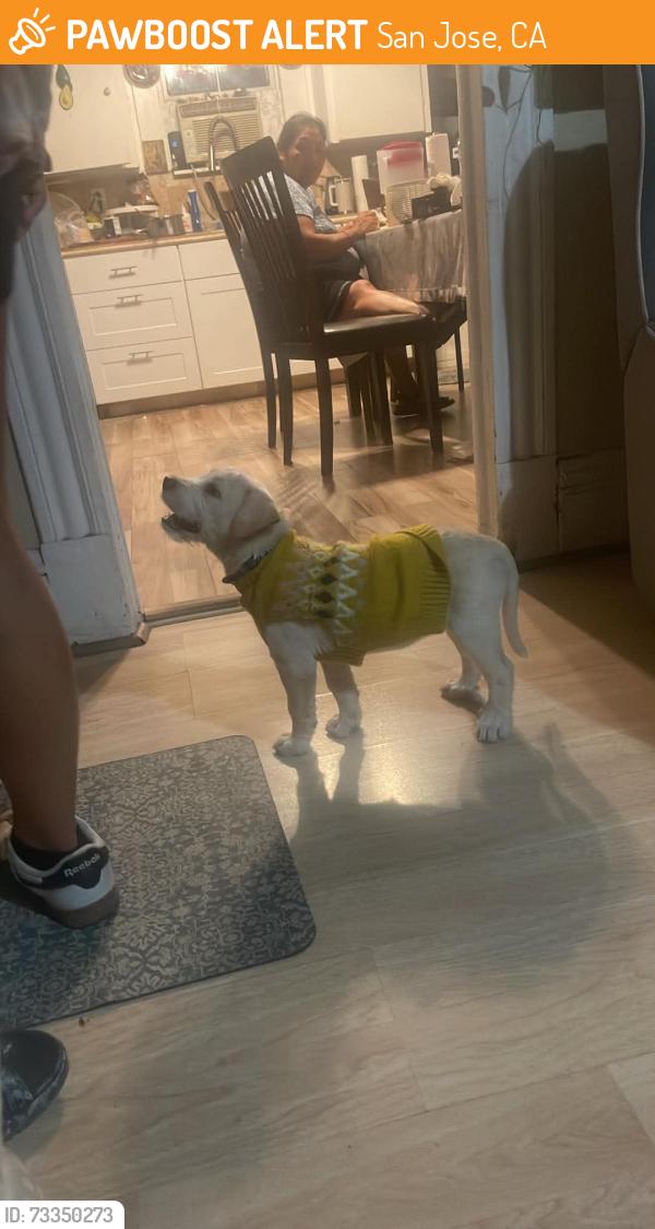 Found/Stray Female Dog last seen Walking near my home, San Jose, CA 95110