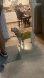 Found/Stray Female Dog last seen Walking near my home, San Jose, CA 95110