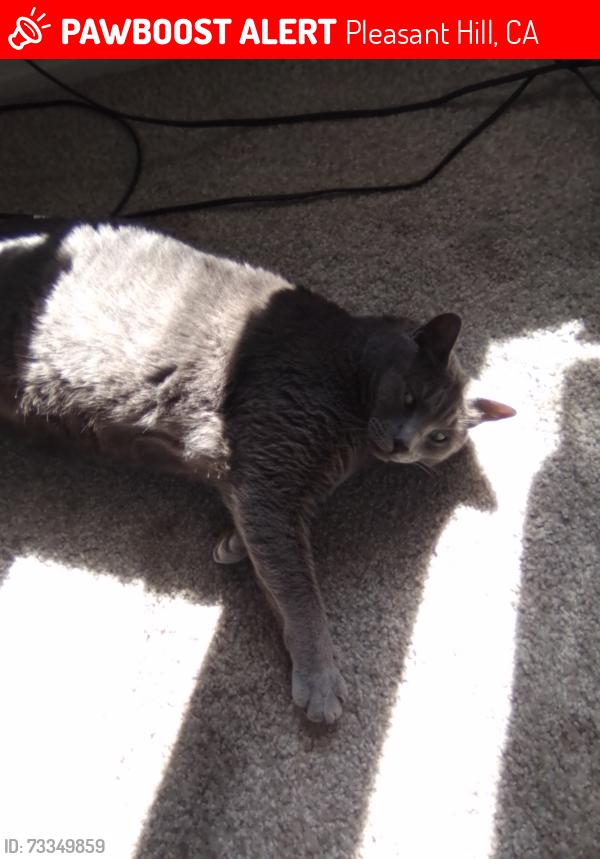 Lost Male Cat last seen Camelback.rd, Pleasant Hill, CA 94523