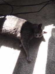 Lost Male Cat last seen Camelback.rd, Pleasant Hill, CA 94523