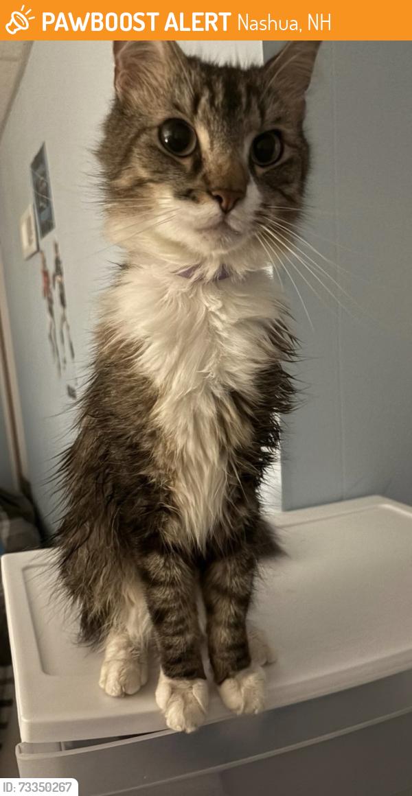 Found/Stray Female Cat last seen Penuches Ale hse, Nashua, NH 03064