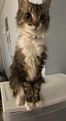 Found/Stray Female Cat last seen Penuches Ale hse, Nashua, NH 03064