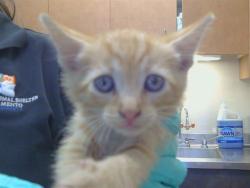 Shelter Stray Male Cat last seen CALVINE RD/POWER INN RD, 95624, 3839 Bradshaw Rd, Sacramento, CA 95827, USA