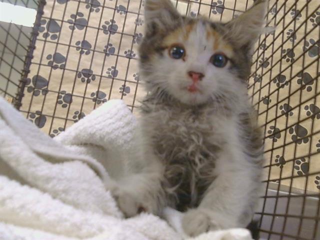 Shelter Stray Female Cat last seen INSKIP DR/MEADOWHAVEN DR, 95828, 3839 Bradshaw Rd, Sacramento, CA 95827, USA