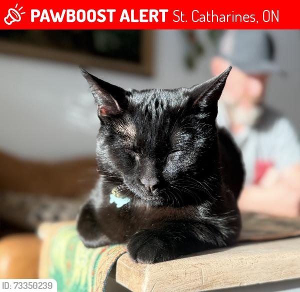 Lost Male Cat last seen Richelieu Drive and Parnell Road, St. Catharines, ON 