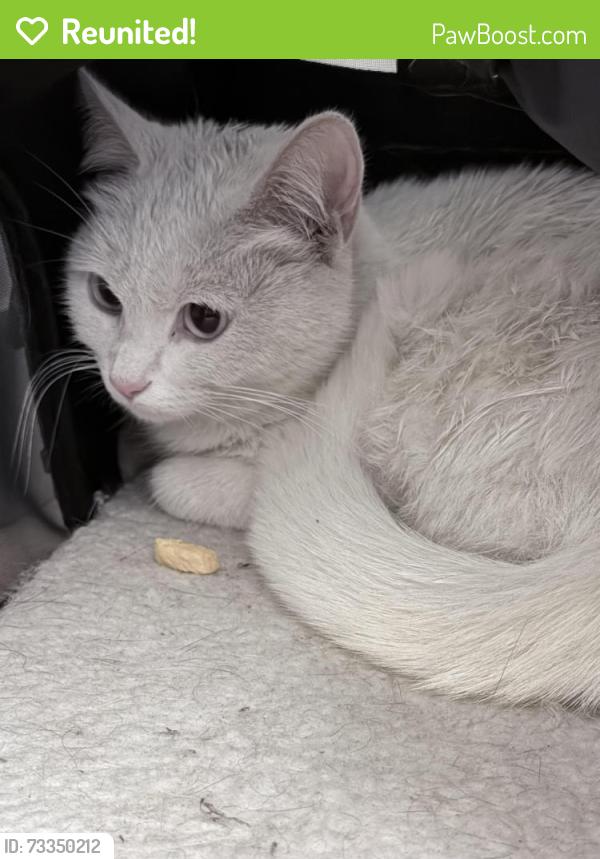 Reunited Female Cat last seen 8th St and Minna St, San Francisco, CA 94103
