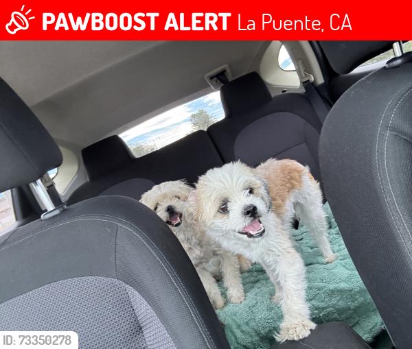 Lost Female Dog last seen rorimer elementary, La Puente, CA 91744