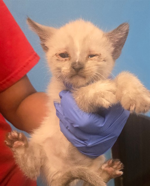 Shelter Stray Unknown Cat last seen WHITE LANE BAKERSFIELD, 201 S Mt Vernon Ave, Bakersfield, CA 93307, USA