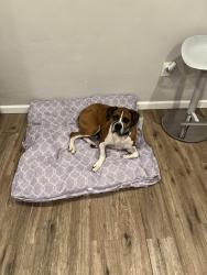 Lost Female Dog last seen Fremont at, Stockton, CA 95215