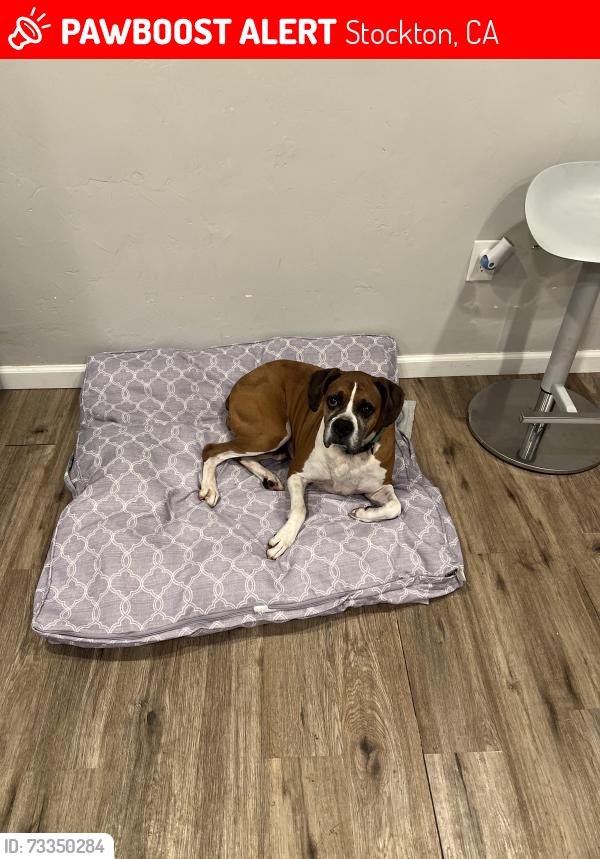 Lost Female Dog last seen Fremont at, Stockton, CA 95215