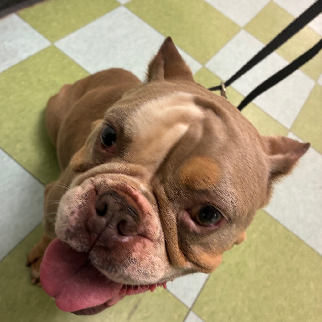 Shelter Stray Female Dog last seen , Animal Care & Control Team of Philly, 111 W Hunting Park Ave, Philadelphia, PA 19140, USA