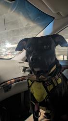 Lost Male Dog last seen Dorothea Dix Park, Raleigh, NC 27603