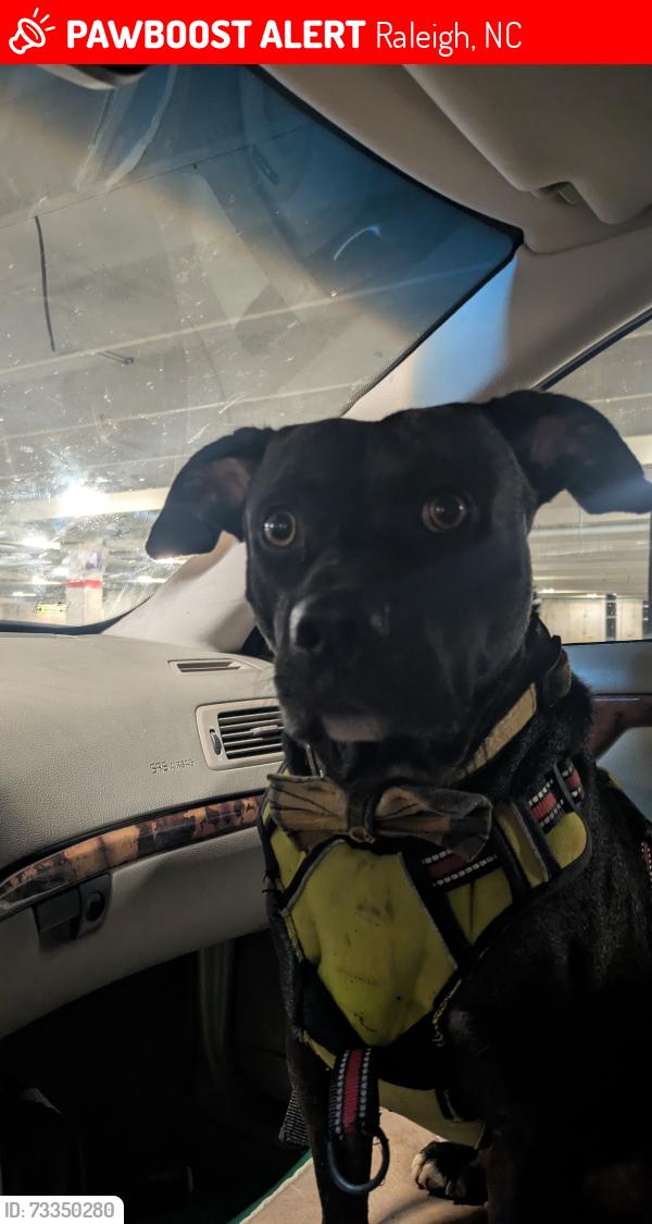 Lost Male Dog last seen Dorothea Dix Park, Raleigh, NC 27603