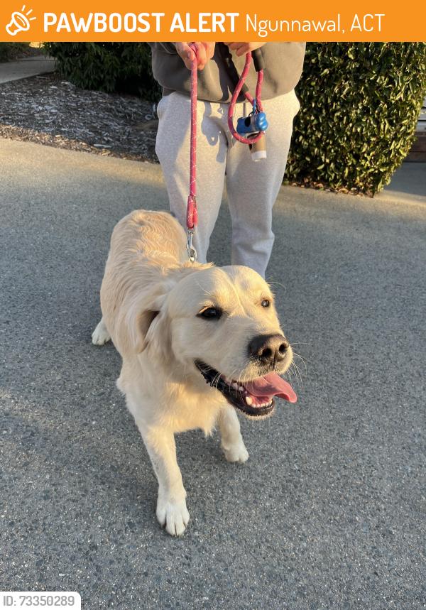 Found/Stray Unknown Dog last seen Paul Coe Crescent, Ngunnawal, ACT 2913