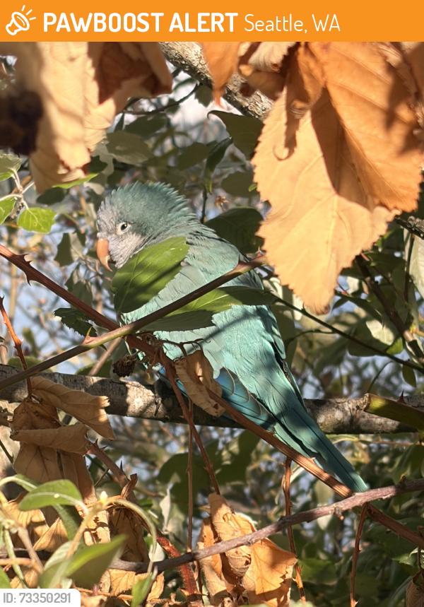Found/Stray Unknown Bird last seen S. Alaska and 53rd by the water, Seattle, WA 98122