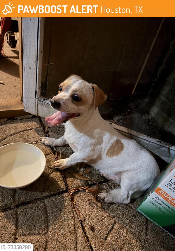 Found/Stray Female Dog last seen Hillcroft and west airport, Houston, TX 77035