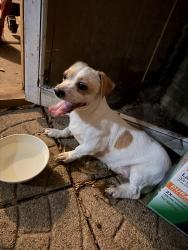 Found/Stray Female Dog last seen Hillcroft and west airport, Houston, TX 77035