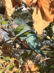 Found/Stray Unknown Bird last seen S. Alaska and 53rd by the water, Seattle, WA 98122