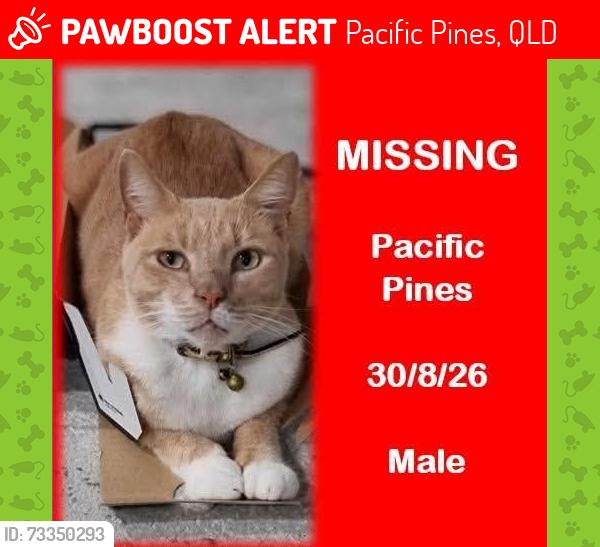 Lost Male Cat last seen Pitcairn way, Pacific Pines, QLD 4211