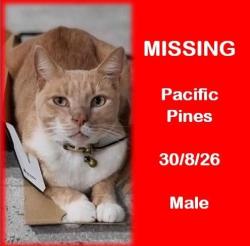 Lost Male Cat last seen Pitcairn way, Pacific Pines, QLD 4211