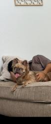 Reunited Female Dog last seen Spicewood 78224, San Antonio, TX 78224