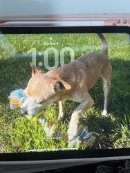 Lost Male Dog last seen Corral Hallow, Tracy, CA 95376