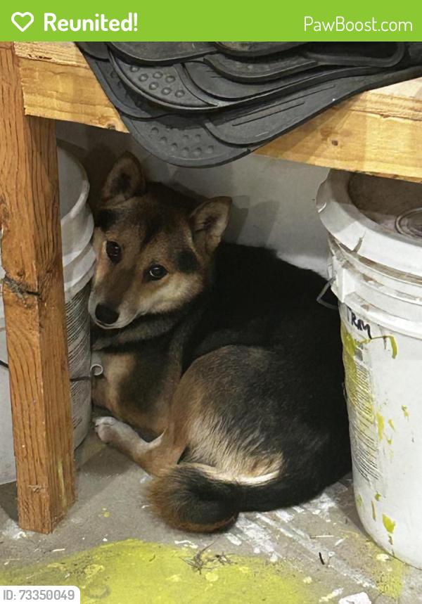 Reunited Female Dog last seen Junction blvd, Roseville, CA 95747