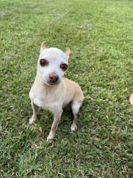 Lost Male Dog last seen Vacek crossing, Richmond, TX 77469