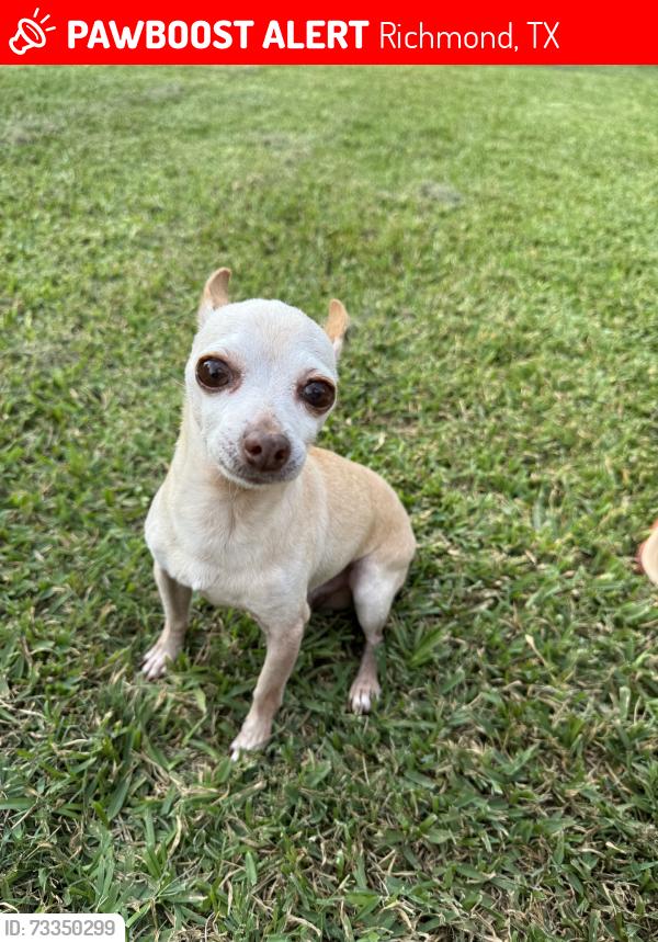 Lost Male Dog last seen Vacek crossing, Richmond, TX 77469