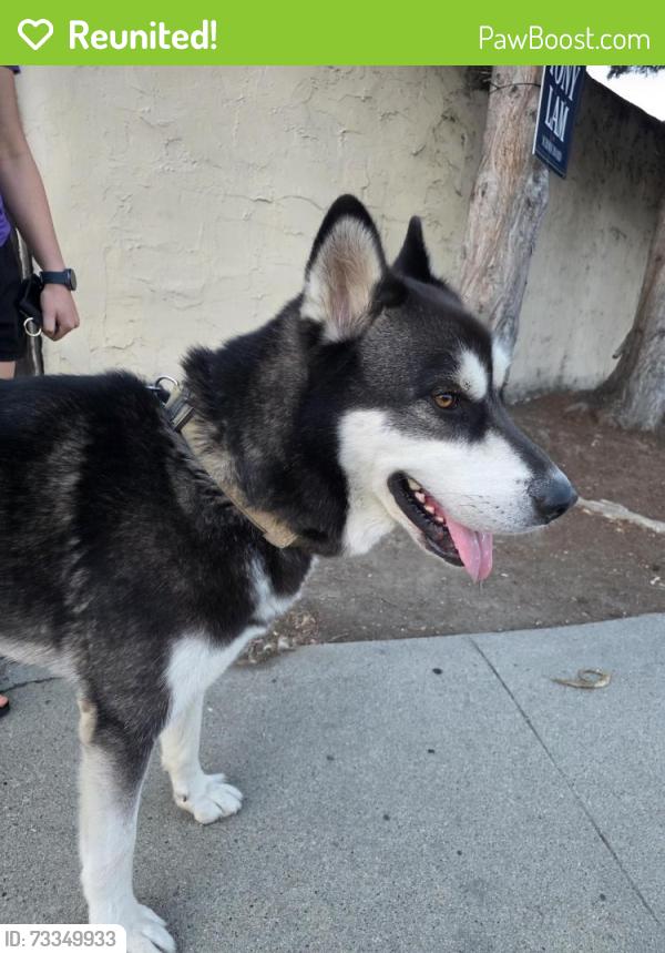 Reunited Male Dog last seen Independence High School, San Jose, CA 95133