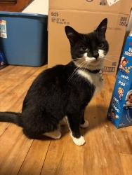 Reunited Unknown Cat last seen Richmond St by Irving Shipyard, Halifax, NS B3K 3H3