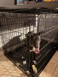 Reunited Female Dog last seen Deepwater, Pasadena, TX 77503