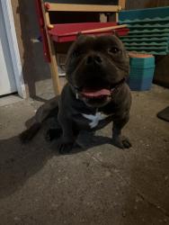 Reunited Male Dog last seen Near W Hemlock St, Oxnard, CA 93033, USA, Oxnard, CA 93033